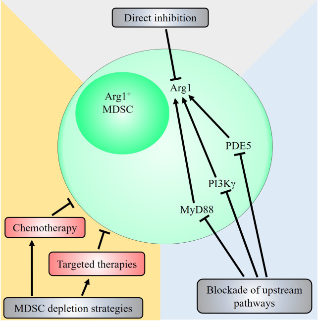 Novel therapeutic strategies targeting myeloid-derived suppressor cell immunosuppressive mechanisms for cancer treatment.