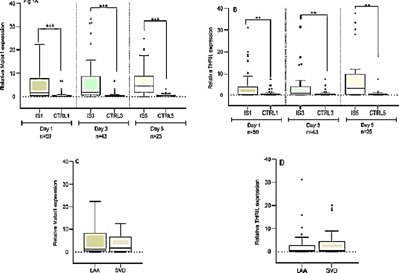 Sequential changes in expression of long non-coding RNAs THRIL and MALAT1 after ischemic stroke.