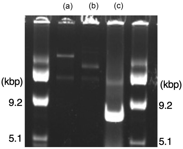 Identification of plasmids from thermophilic Streptomyces strains and development of a gene cloning system for thermophilic Streptomyces species.