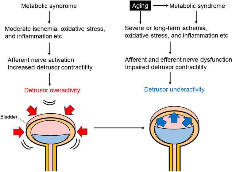 Association of detrusor underactivity with aging and metabolic syndrome: suggestions from animal models.