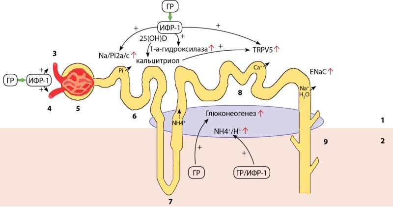 [Pituitary disorders in patients with end-stage chronic renal failure].
