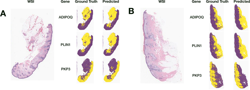 Potential to Enhance Large Scale Molecular Assessments of Skin Photoaging through Virtual Inference of Spatial Transcriptomics from Routine Staining.