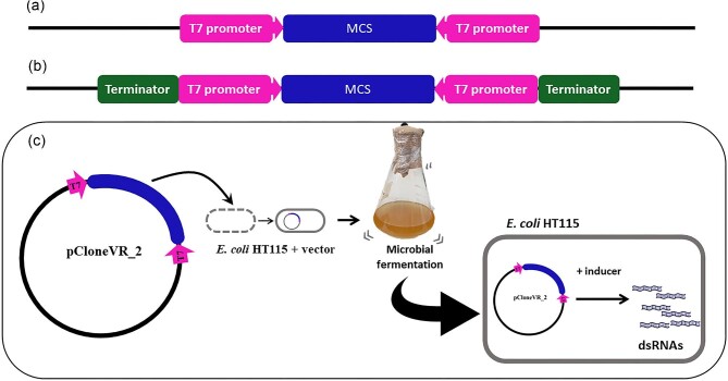 Optimizing dsRNA engineering strategies and production in E. coli HT115 (DE3).