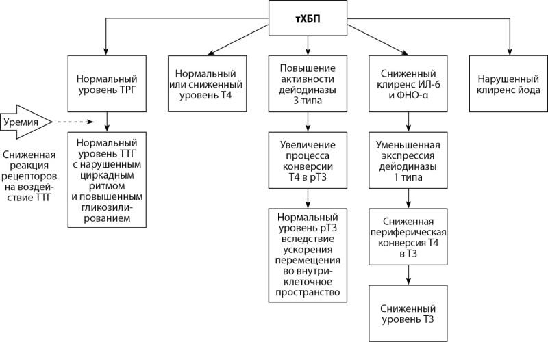 [Pituitary disorders in patients with end-stage chronic renal failure].
