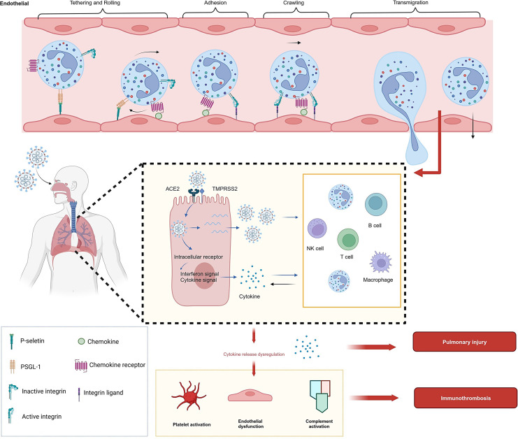 The Role of Neutrophil in COVID-19: Positive or Negative.