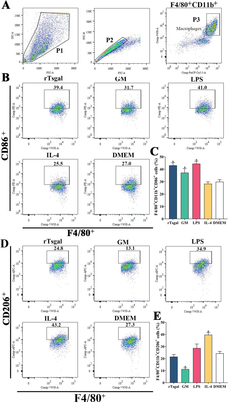 Galactomannan inhibits Trichinella spiralis invasion of intestinal epithelium cells and enhances antibody-dependent cellular cytotoxicity related killing of larvae by driving macrophage polarization.
