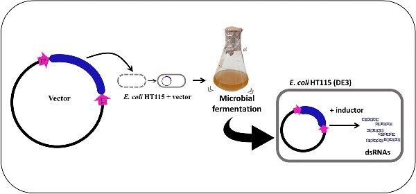 Optimizing dsRNA engineering strategies and production in E. coli HT115 (DE3).