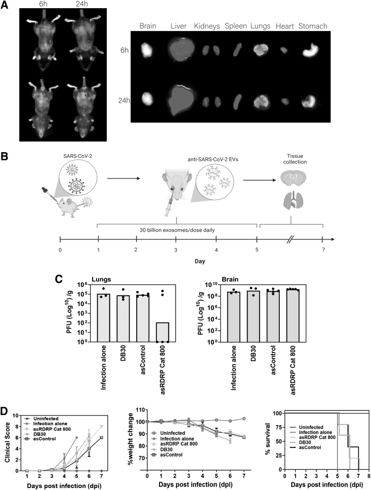 Extracellular Vesicles Loaded with Long Antisense RNAs Repress Severe Acute Respiratory Syndrome Coronavirus 2 Infection.