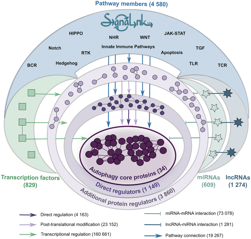 AutophagyNet: high-resolution data source for the analysis of autophagy and its regulation.
