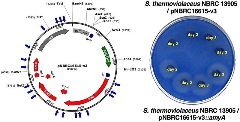 Identification of plasmids from thermophilic Streptomyces strains and development of a gene cloning system for thermophilic Streptomyces species.