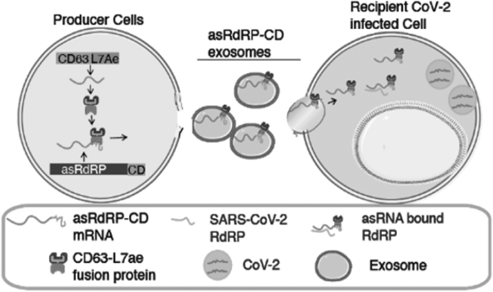 Extracellular Vesicles Loaded with Long Antisense RNAs Repress Severe Acute Respiratory Syndrome Coronavirus 2 Infection.