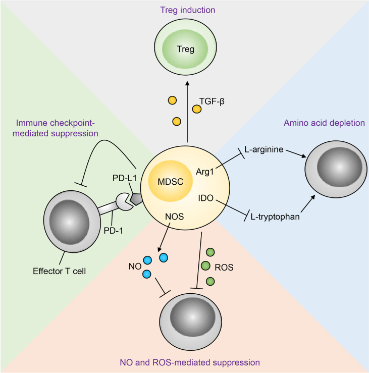 Novel therapeutic strategies targeting myeloid-derived suppressor cell immunosuppressive mechanisms for cancer treatment.
