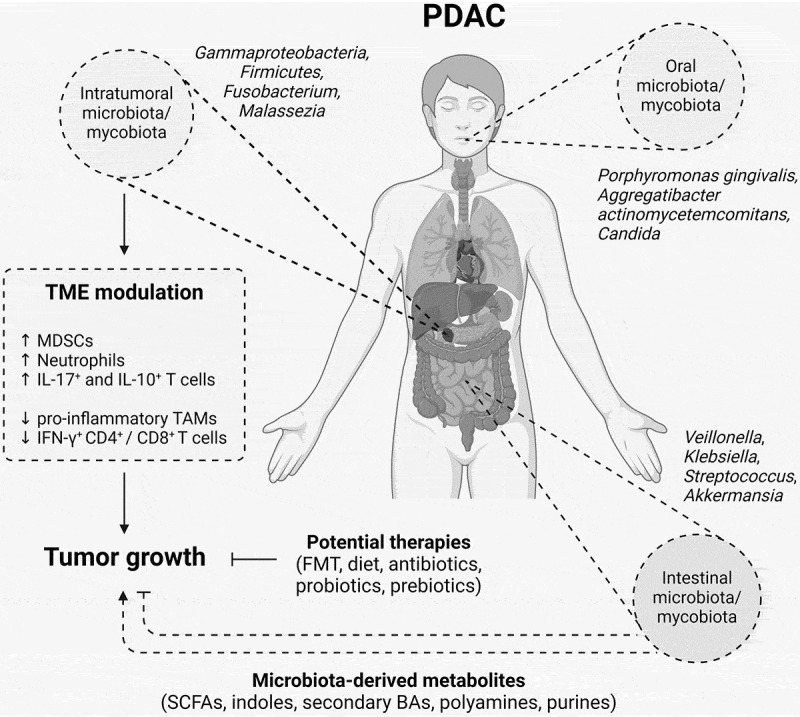 Roles of microbiota in pancreatic cancer development and treatment.