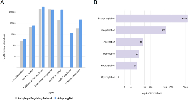 AutophagyNet: high-resolution data source for the analysis of autophagy and its regulation.