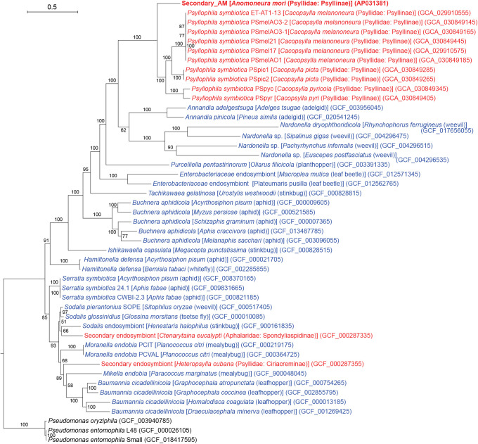 Highly Reduced Complementary Genomes of Dual Bacterial Symbionts in the Mulberry Psyllid Anomoneura mori.