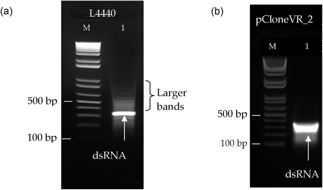 Optimizing dsRNA engineering strategies and production in E. coli HT115 (DE3).
