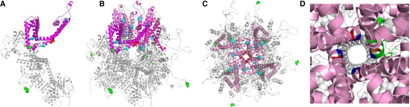De novo <i>TRPM3</i> missense variant associated with neurodevelopmental delay and manifestations of cerebral palsy.
