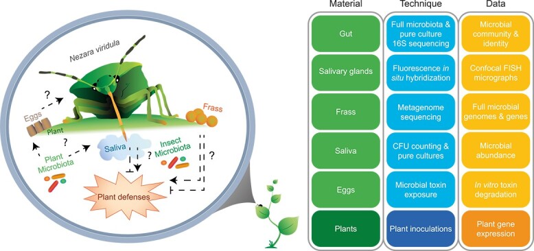 Microbiota of pest insect Nezara viridula mediate detoxification and plant defense repression.