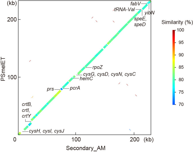 Highly Reduced Complementary Genomes of Dual Bacterial Symbionts in the Mulberry Psyllid Anomoneura mori.