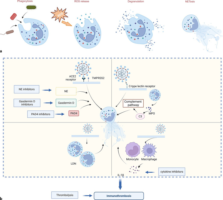 The Role of Neutrophil in COVID-19: Positive or Negative.