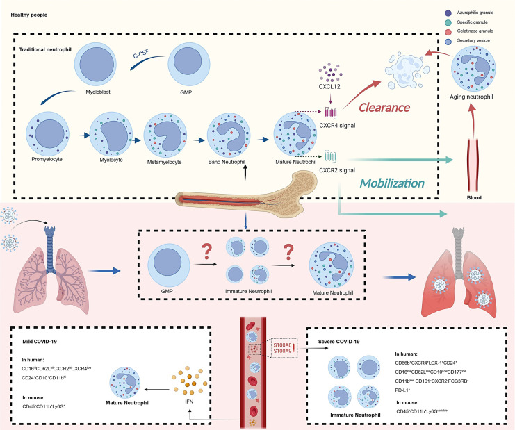 The Role of Neutrophil in COVID-19: Positive or Negative.