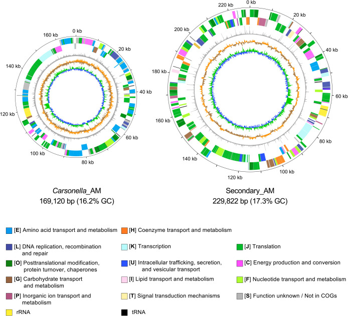 Highly Reduced Complementary Genomes of Dual Bacterial Symbionts in the Mulberry Psyllid Anomoneura mori.