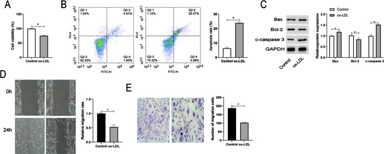 Hsa_ circ_0006867 regulates ox-LDL-induced endothelial injury via the miR-499a-3p/ADAM10 axis.