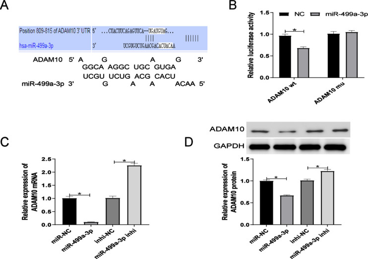 Hsa_ circ_0006867 regulates ox-LDL-induced endothelial injury via the miR-499a-3p/ADAM10 axis.