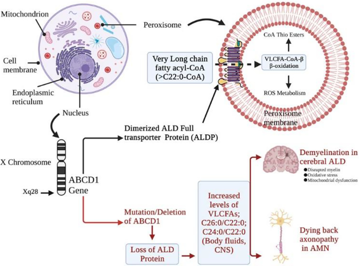 Pathophysiology of X-Linked Adrenoleukodystrophy: Updates on Molecular Mechanisms.