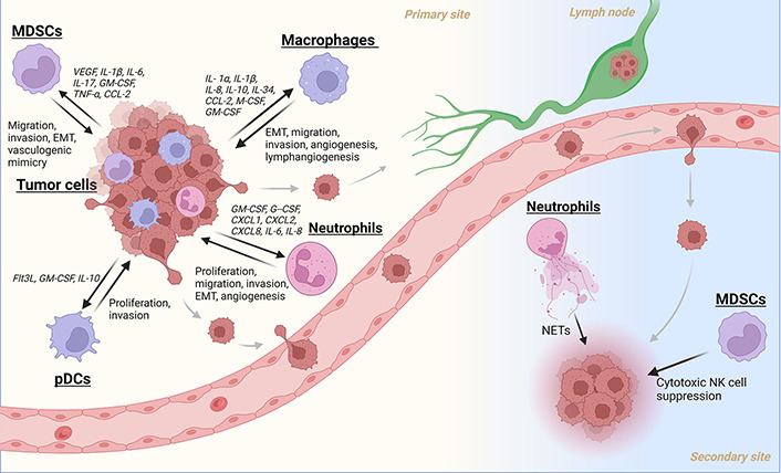 Exploring the function of myeloid cells in promoting metastasis in head and neck cancer.