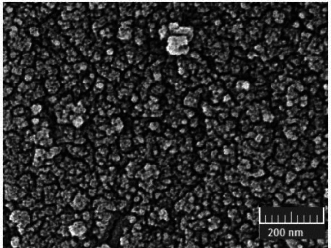 Dietary incorporation of magnetic bentonite nanocomposite: impacts on <i>in vitro</i> fermentation pattern, nutrient digestibility, and growth performance of Baluchi male lambs.