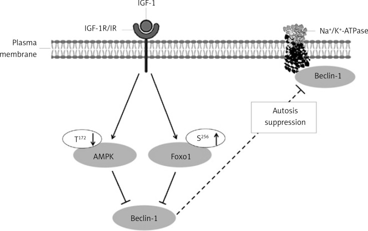 Insulin-like growth factor-1 reduces cardiac autosis through decreasing AMPK/FOXO1 signaling and Na<sup>+</sup>/K<sup>+</sup>-ATPase-Beclin-1 interaction.