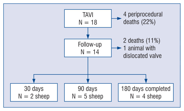 Long-term bio-functional performance of a novel, self-positioning balloon expandable transcatheter biological aortic valve system in the ovine aortic banding model.