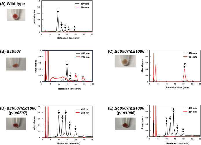 Two Distinct Enzymes Have Both Phytoene Desaturase and 3,4-Desaturase Activities Involved in Carotenoid Biosynthesis by the Extremely Halophilic Archaeon Haloarcula japonica.