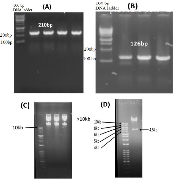 The investigation of the death-inducing potency of a recombinant Adenovector expressing Mda-7-tlyp-1 on different cancer cell lines.
