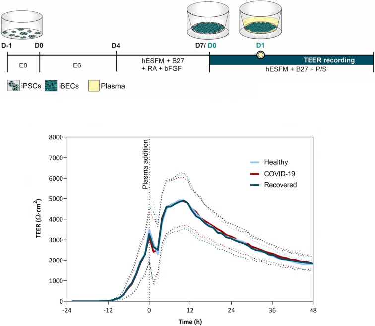 Plasma of COVID-19 Patients Does Not Alter Electrical Resistance of Human Endothelial Blood-Brain Barrier In Vitro.