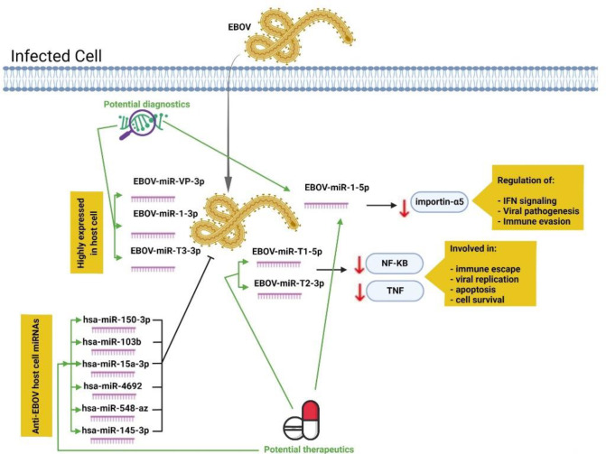 A Review of the Interaction between miRNAs and Ebola Virus.