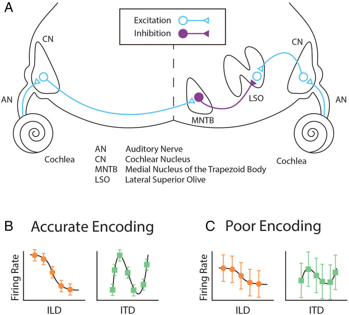 Review of Binaural Processing With Asymmetrical Hearing Outcomes in Patients With Bilateral Cochlear Implants.