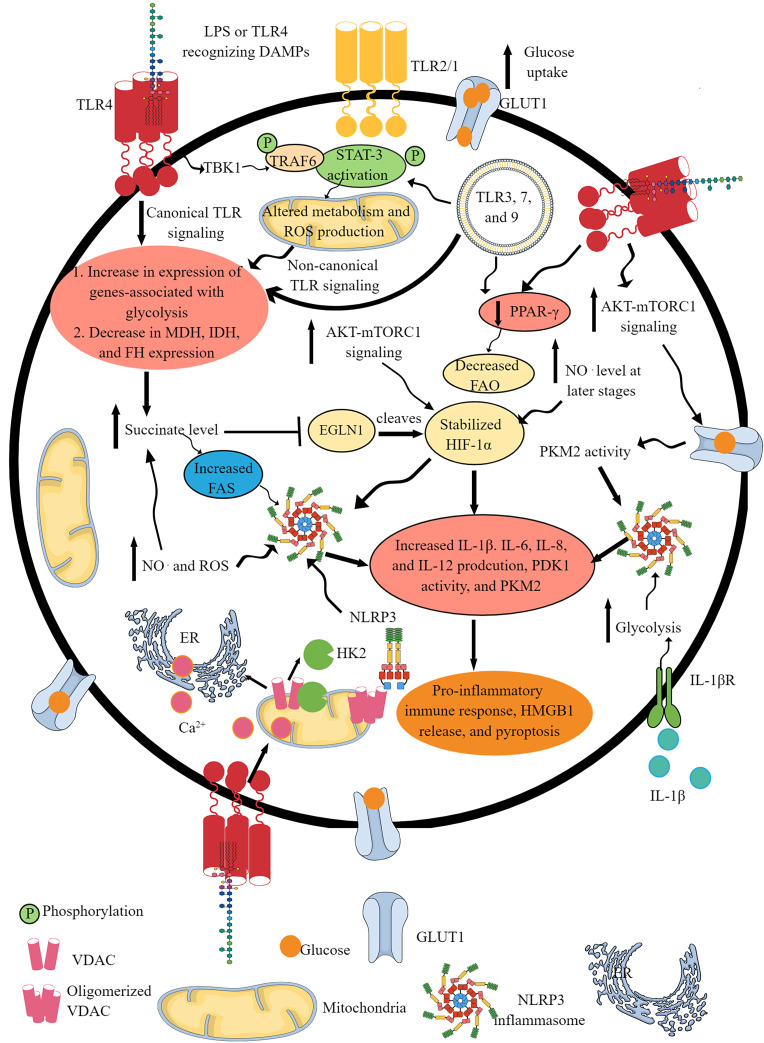 Pattern-Recognition Receptors and Immunometabolic Reprogramming: What We Know and What to Explore.