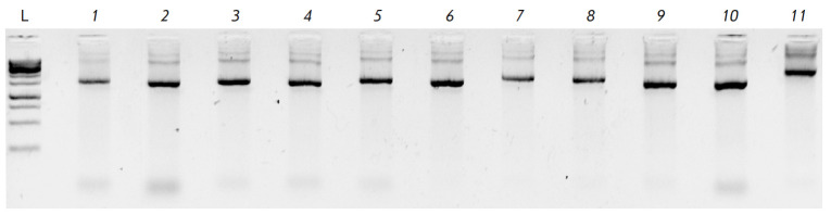 Modern Approaches to de novo Synthesis of Extended DNA Fragments: Assembly of a Wide Repertoire of Sequences.