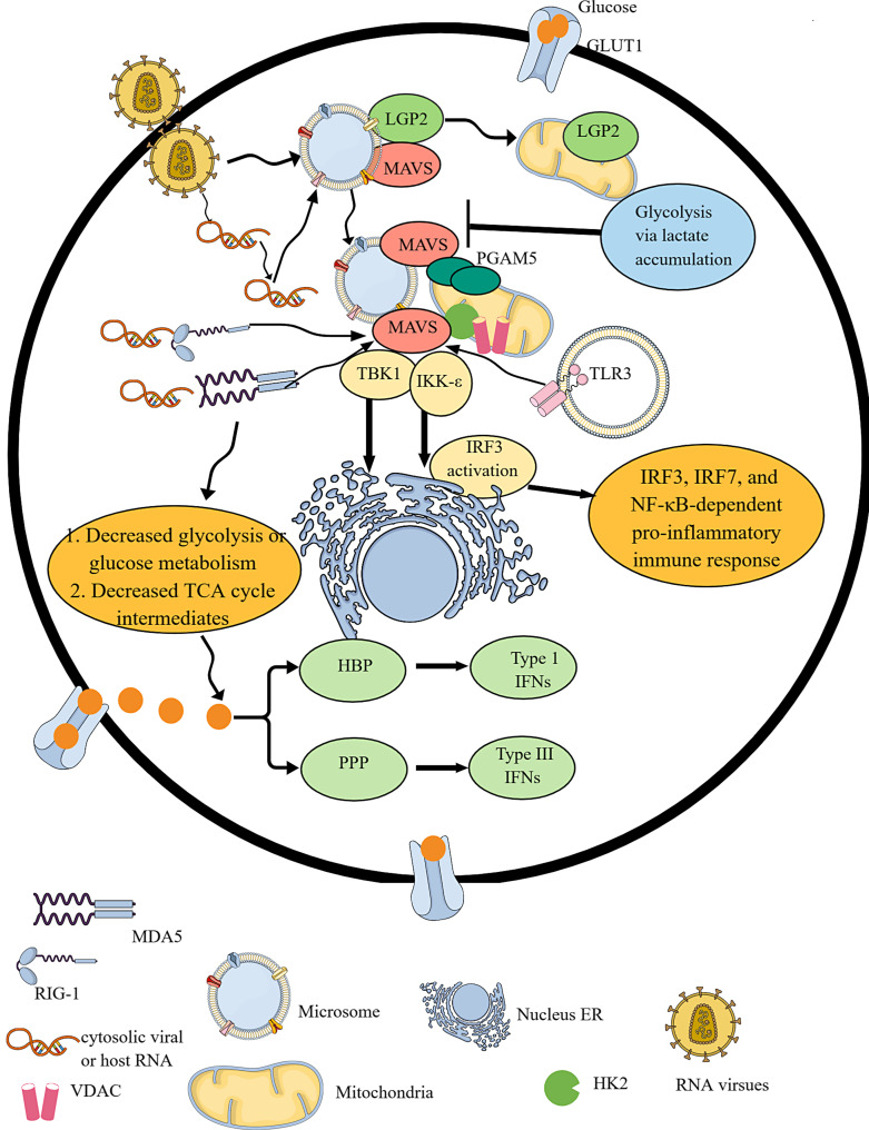Pattern-Recognition Receptors and Immunometabolic Reprogramming: What We Know and What to Explore.