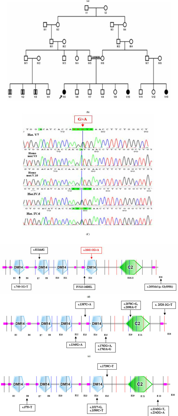 Identification of a Novel Variant in CC2D1A Gene Linked to Autosomal Recessive Intellectual Disability 3 in an Iranian Family and Investigating the Structure and Pleiotropic Effects of this Gene.