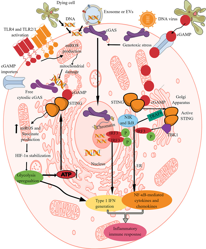Pattern-Recognition Receptors and Immunometabolic Reprogramming: What We Know and What to Explore.
