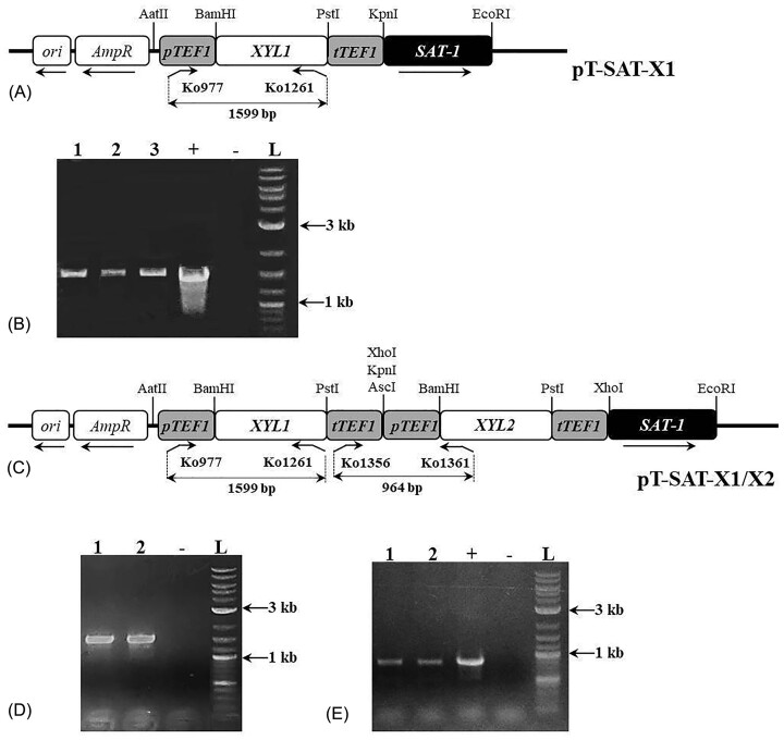 Riboflavin overproduction on lignocellulose hydrolysate by the engineered yeast Candida famata.