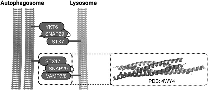 Molecular structures and function of the autophagosome-lysosome fusion machinery.