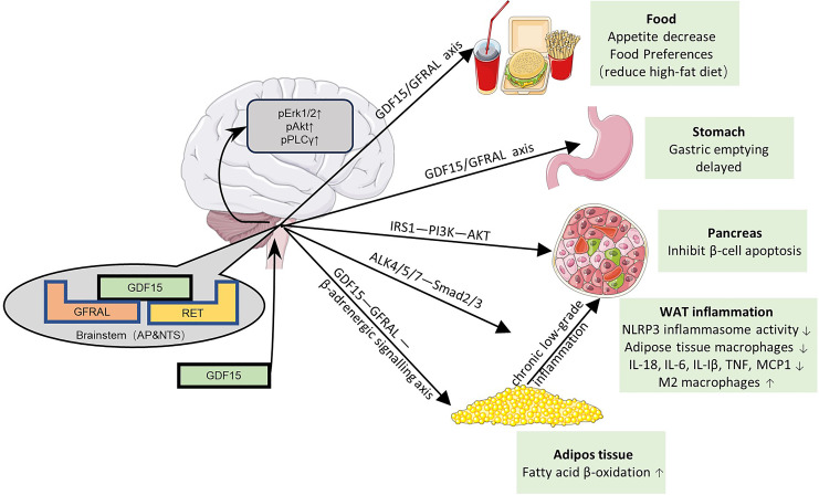 Research Progress on the Role and Mechanism of GDF15 in Body Weight Regulation.