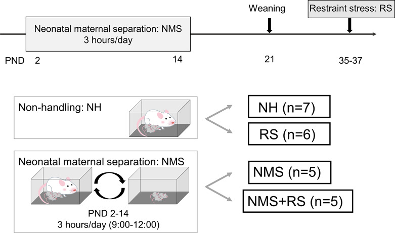 Modulation of Intestinal Motility in an Adolescent Rat Model of Irritable Bowel Syndrome.