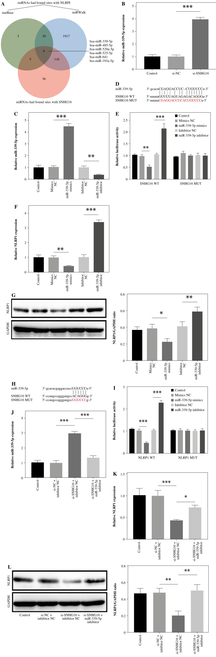 LncRNA SNHG16 promotes LPS-induced human bronchial epithelial cell pyroptosis through miR-339-5p/NLRP1 axis mediation.