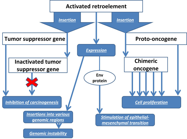 Prospects for breast cancer immunotherapy using microRNAs and transposable elements as objects.