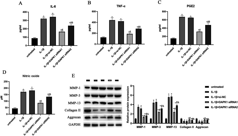Knockdown of DAPK1 inhibits IL-1β-induced inflammation and cartilage degradation in human chondrocytes by modulating the PEDF-mediated NF-κB and NLRP3 inflammasome pathway.